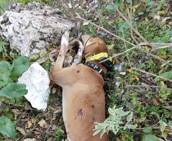 Χειροπέδες σε αντρόγυνο για τη δολοφονία σκύλων στο Ξηρόμερο (σκληρές εικόνες)