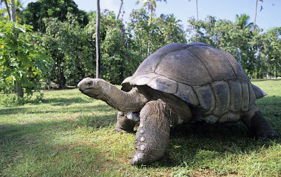 Bentuk Fisik Kura-Kura Raksasa Aldabra