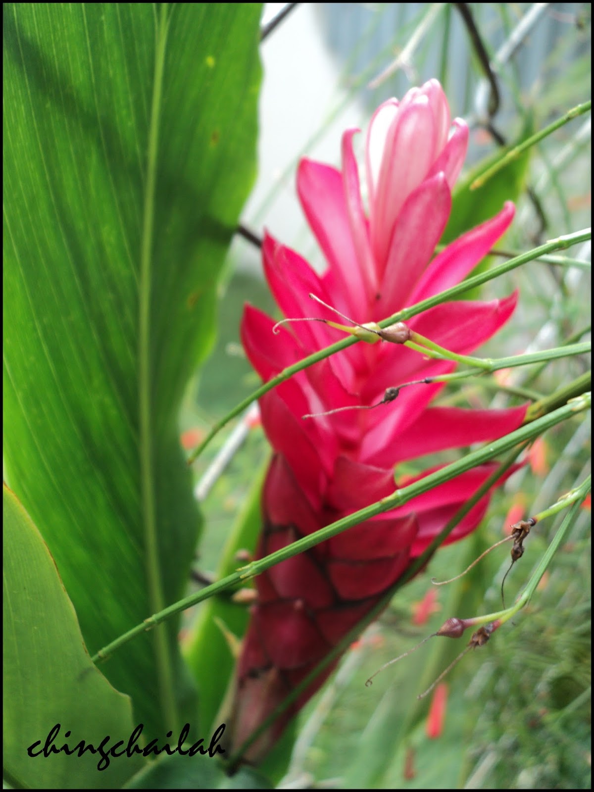 Simple Living In Nancy Growing Red Ginger Lily In My Garden