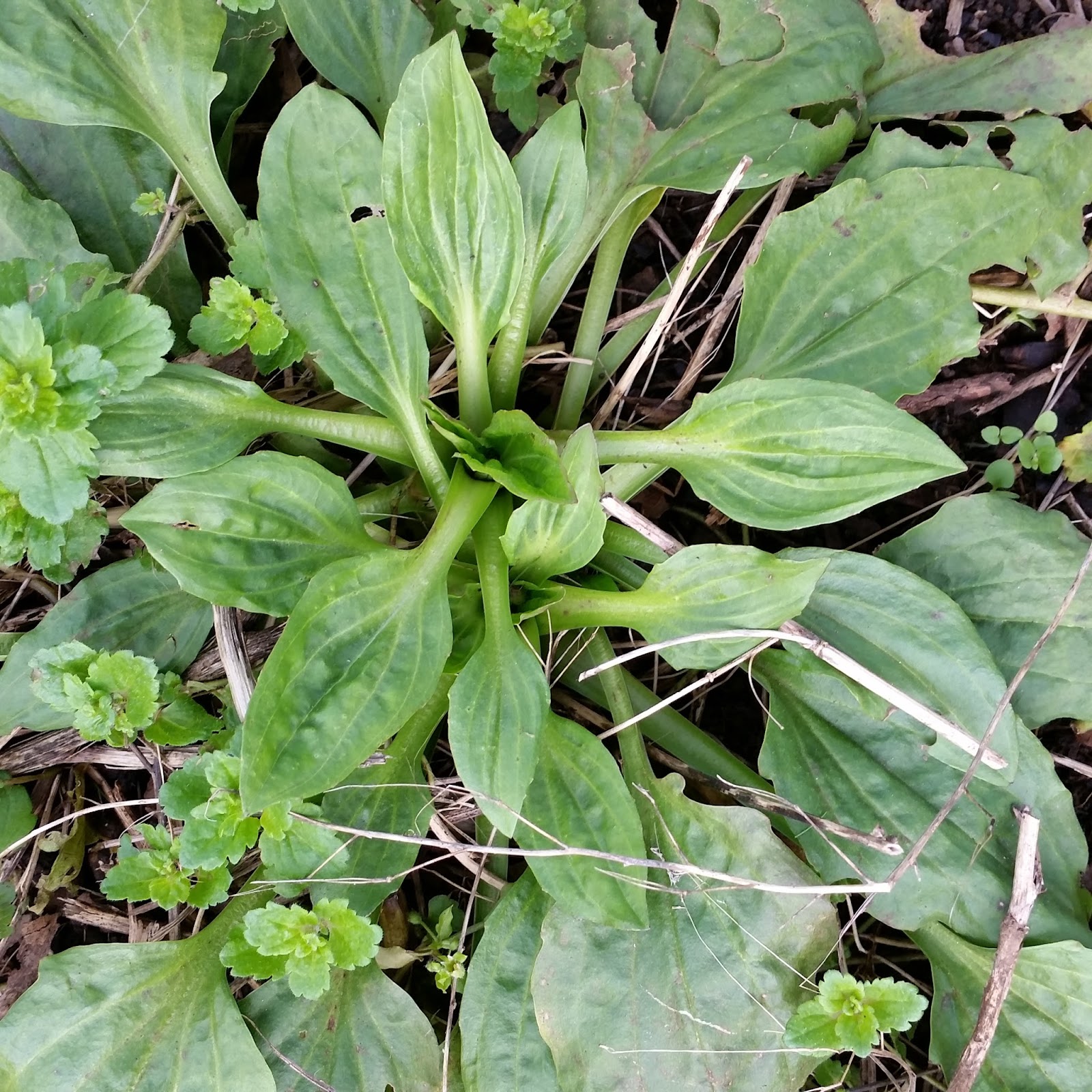 Soil Beneath my Fingers Edible Weeds Plant Identification