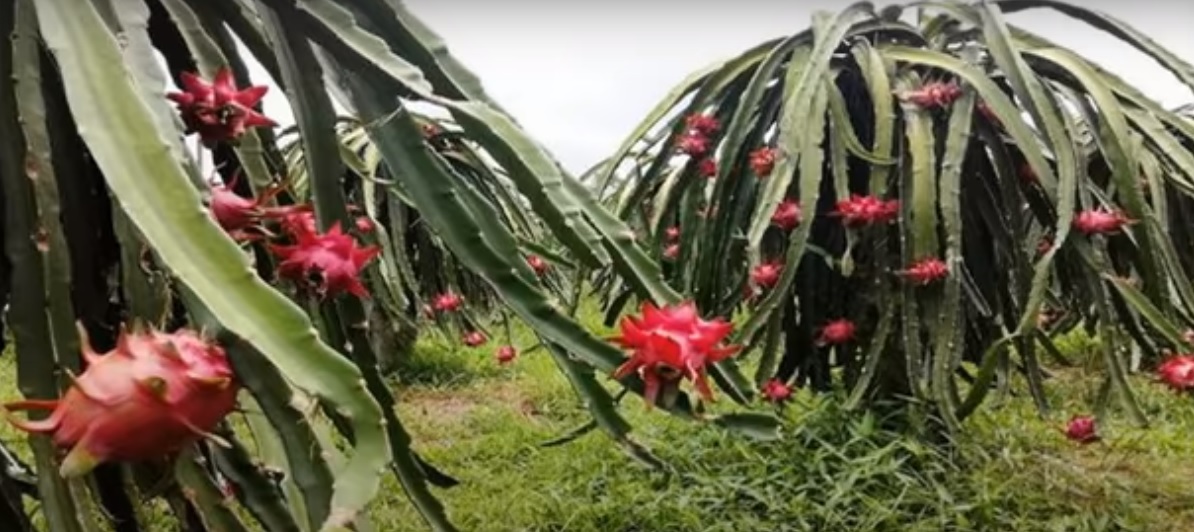 Cultivation of Dragon Fruit in India; A full information Guide