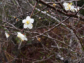 Close-up of plum blossoms on a rainy winter dy