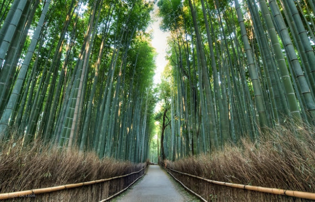 Punya Rencana Berwisata Ke Jepang? Yuk Kunjungi 5 Lokasi Asyik di Kyoto!