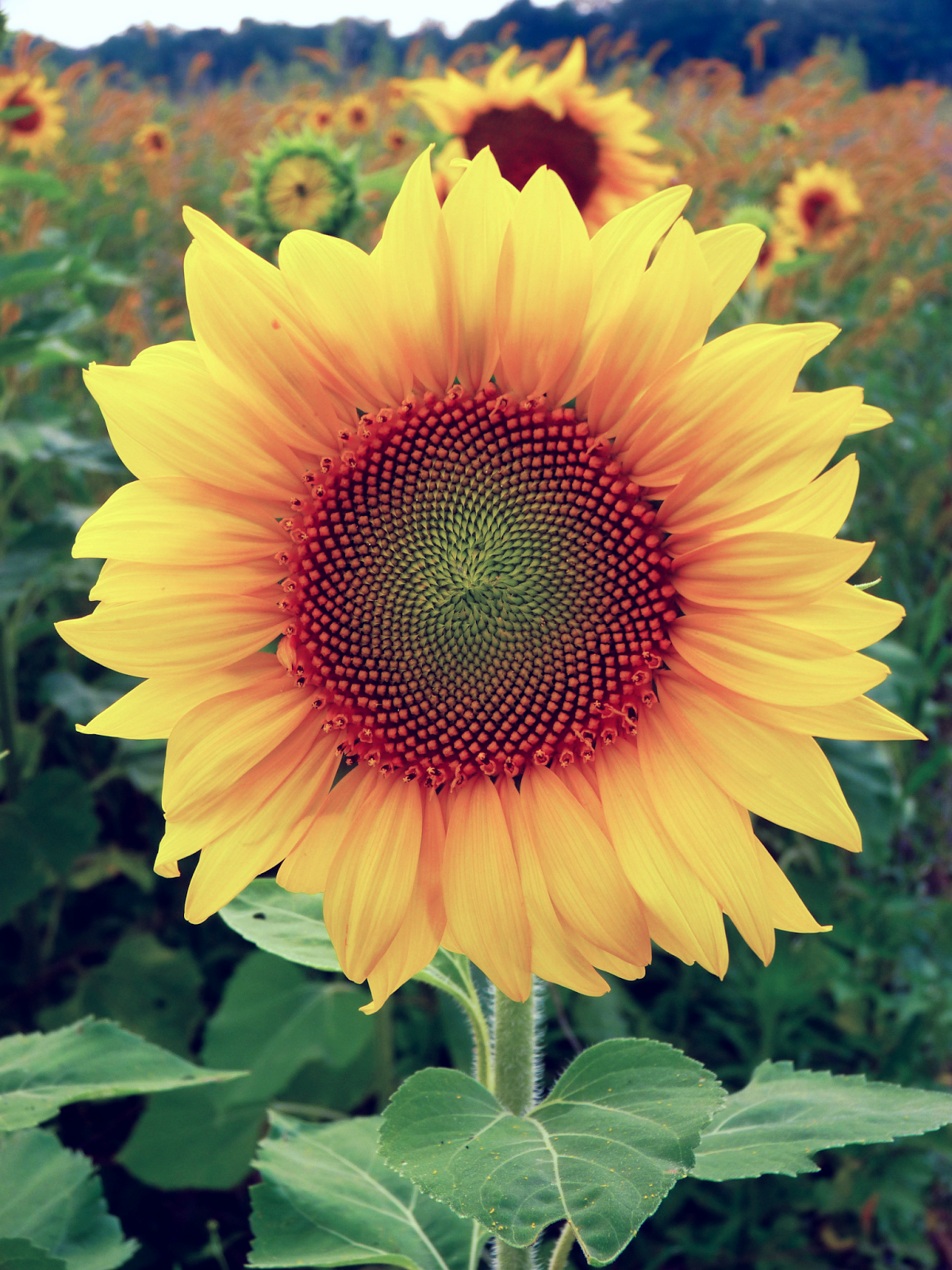 sneezing through life when allergies attack sunflower power