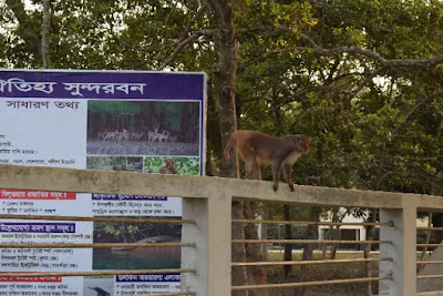 Sundarban monkey Sundarban monkey