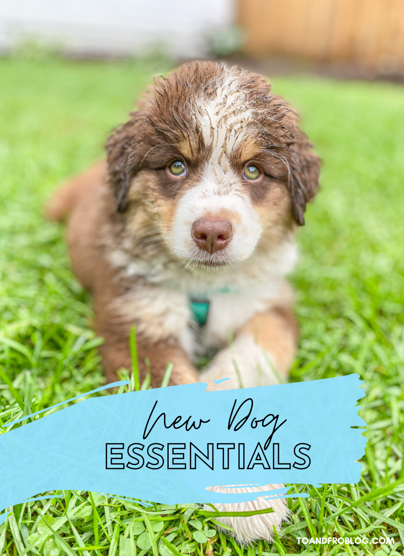 new dog essentials
