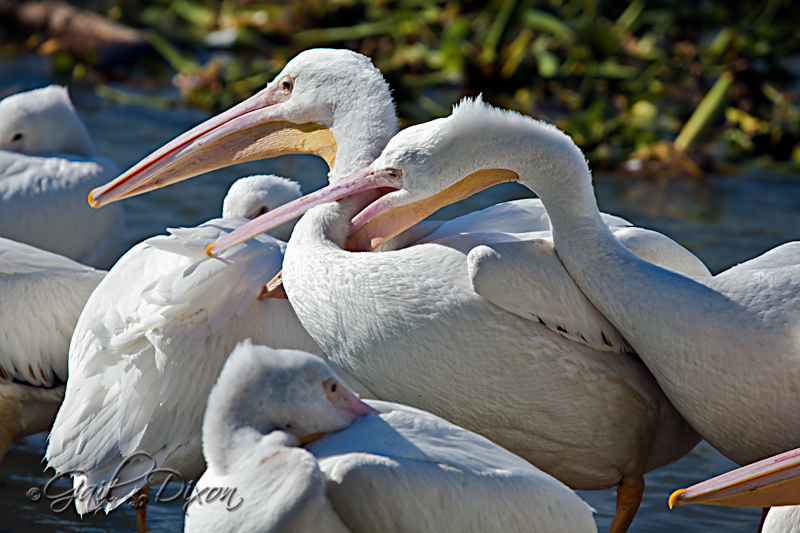 Louisiana Belle: Pelicans Gone Wild