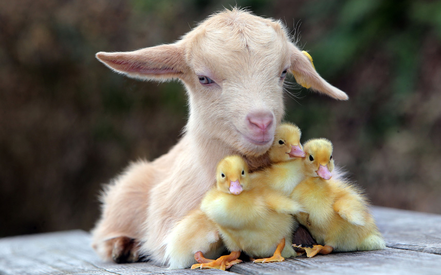 Content in a Cottage Young Goat Adopts Ducklings