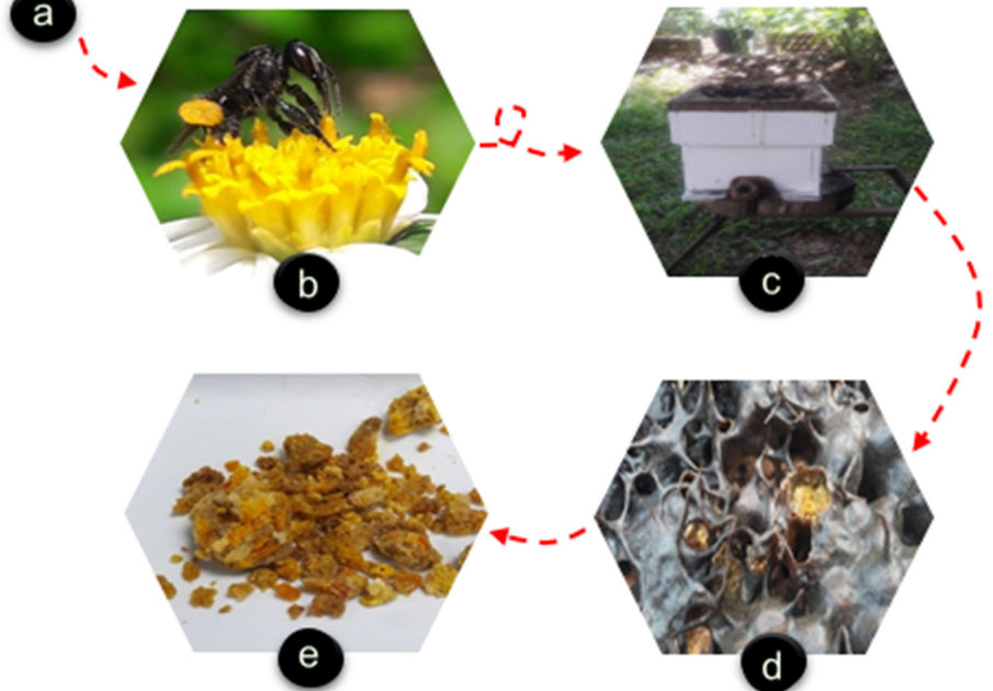 Apitherapy News Health Benefits of Stingless BeeCollected Pollen (Bee