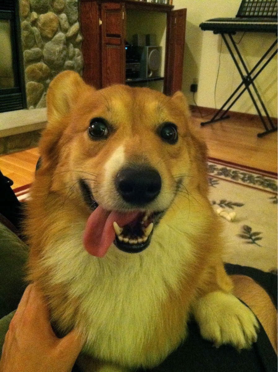 Cute dogs part 10 (50 pics) Amazing Creatures