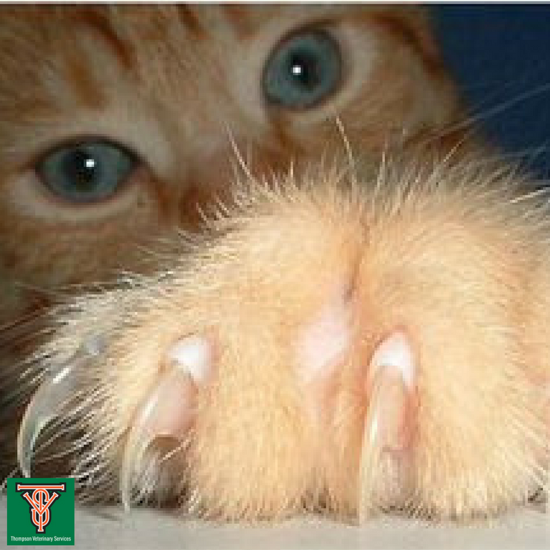 Thompson Vet's Blog for Pets Trimming Your Cat's Nails