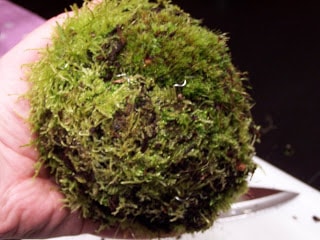 Living Moss Ball Tutorial