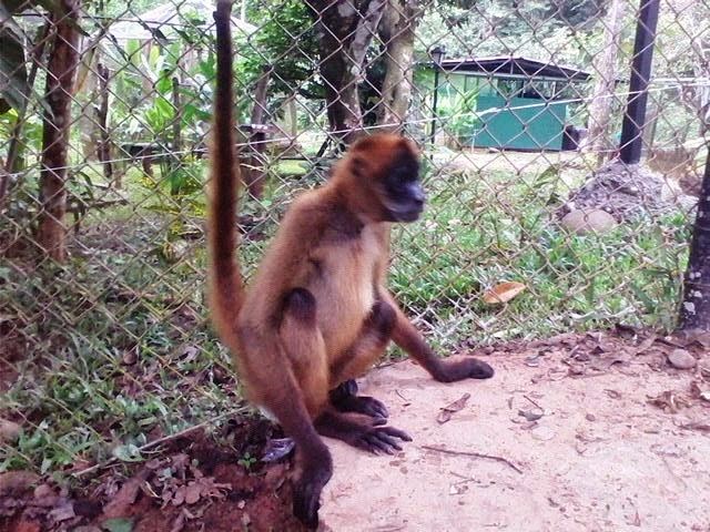 spider monkey / mono araña