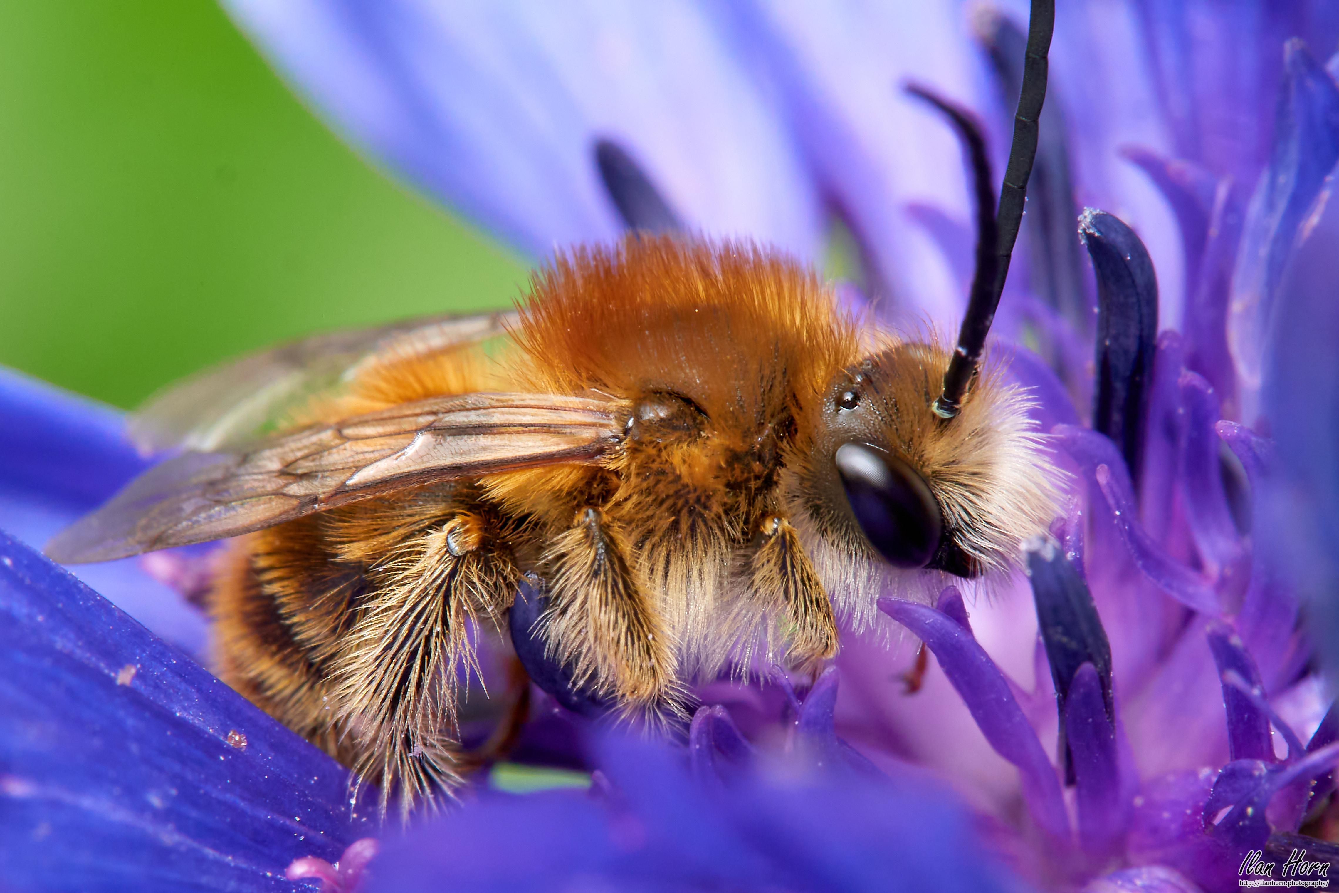 Wild Bee on Purple Flower