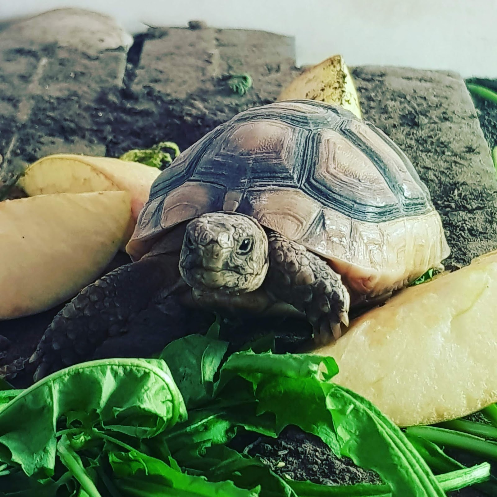 She Flies With Her Own Wings She Flies With Her Own Wings