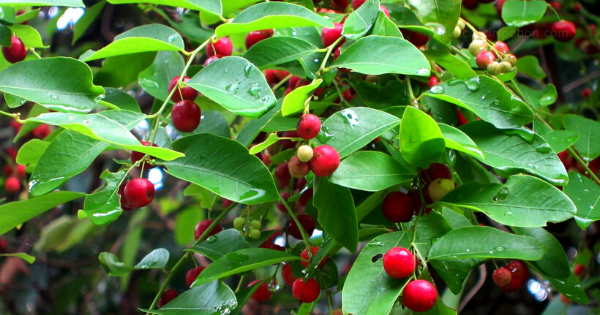 Ciri Ciri Pohon IlengIleng (Phyllanthus reticulatus) Di