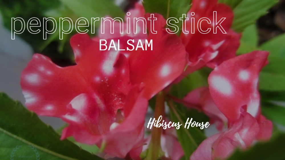 Hibiscus House Peppermint Sticks Balsam