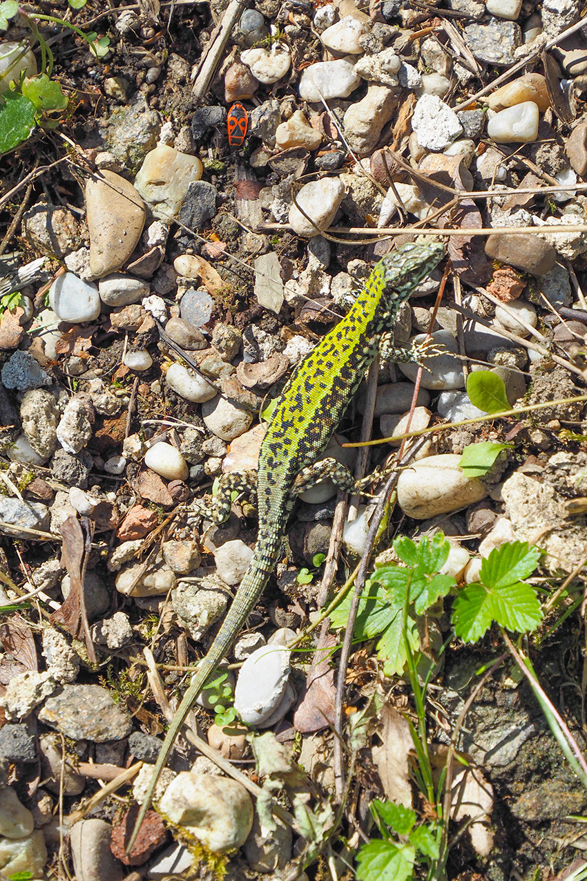 Frauleins Wunderbare Welt Seite 38 Von 172