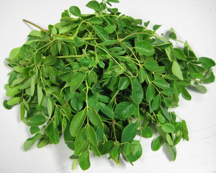 http://1.bp.blogspot.com/-uWwrf5Ocfvo/Un0anFLYtTI/AAAAAAAAAZg/0gha9WxVMZk/s1600/Pile_our_Moringa_leaves_1_2009.JPG