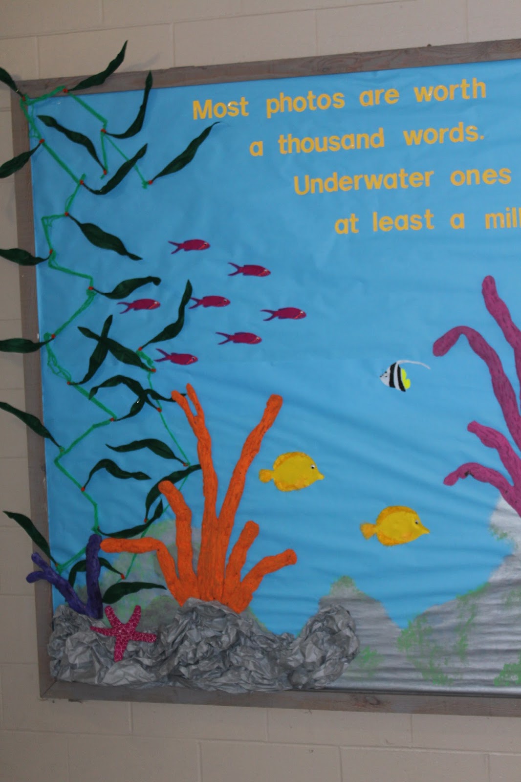 School Bulletin Boards Underwater Tropical Ocean Scuba Diver School