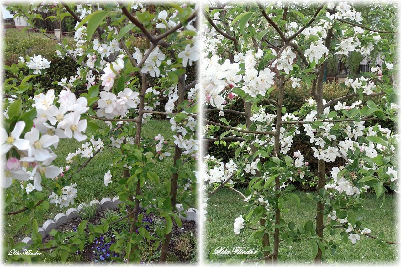 LilaFliederGarten Der Zierapfel Red Sentinel