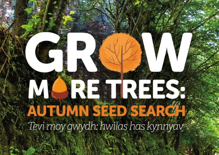 Grow More Trees Autumn Seed Search