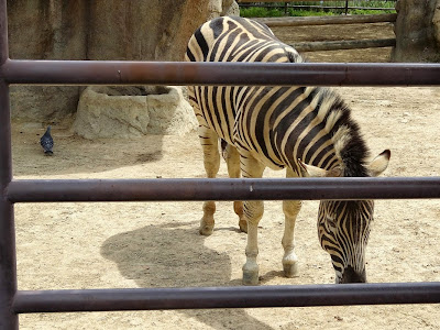 神戸市立王子動物園 シマウマ