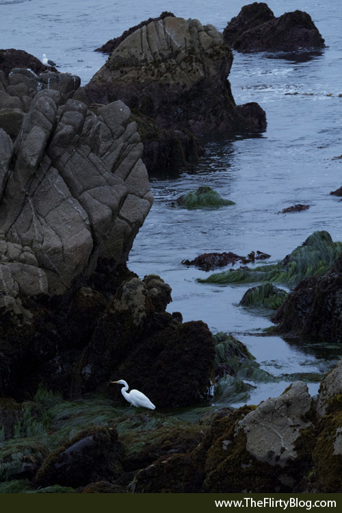 Great White Heron, Monterey Bay