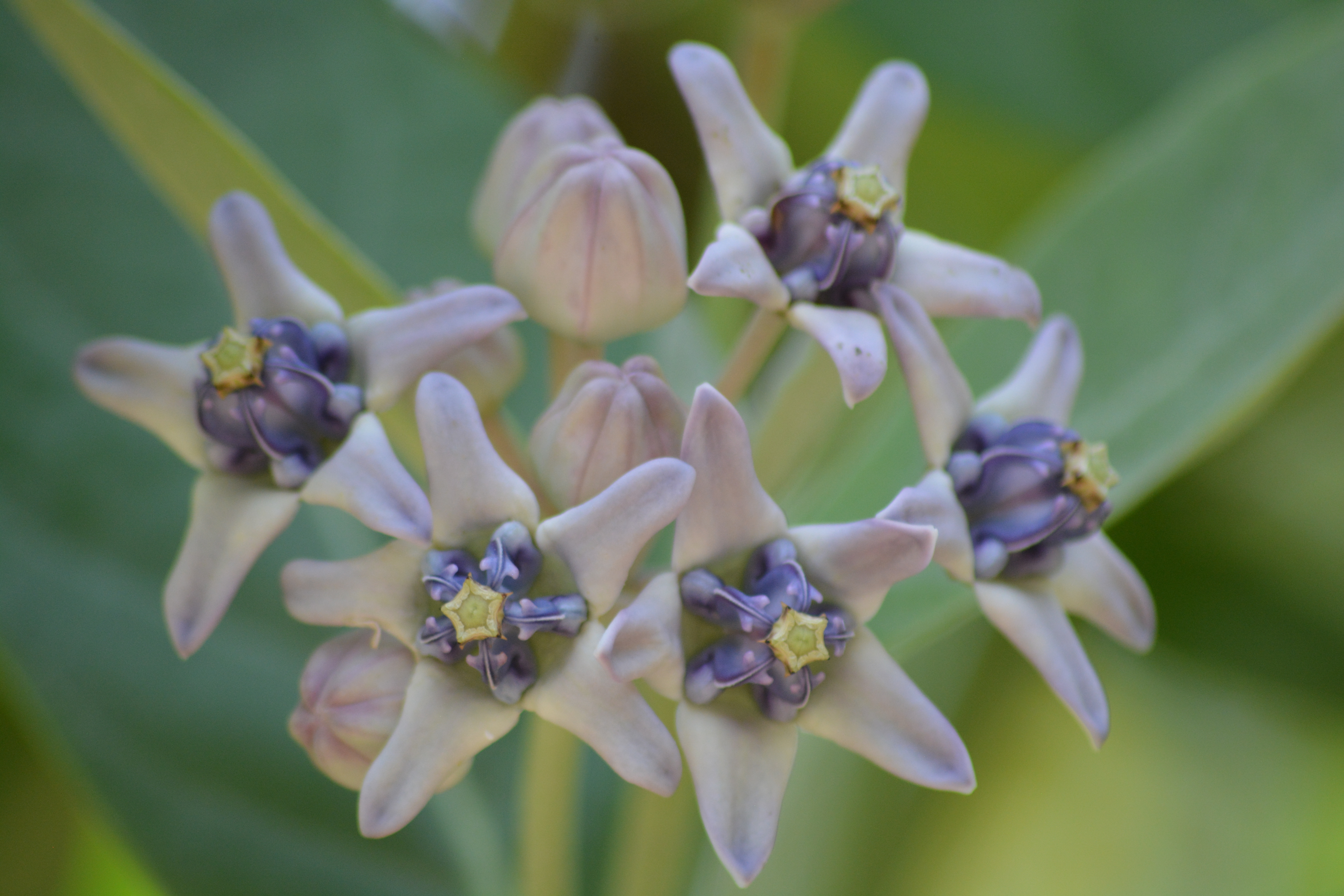 Kesesuaian lahan Tanaman Calotropis gigantea