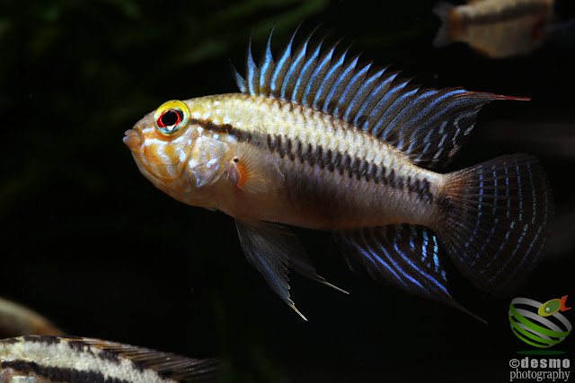 Apistogramma sp. D50 / sp. unibrow