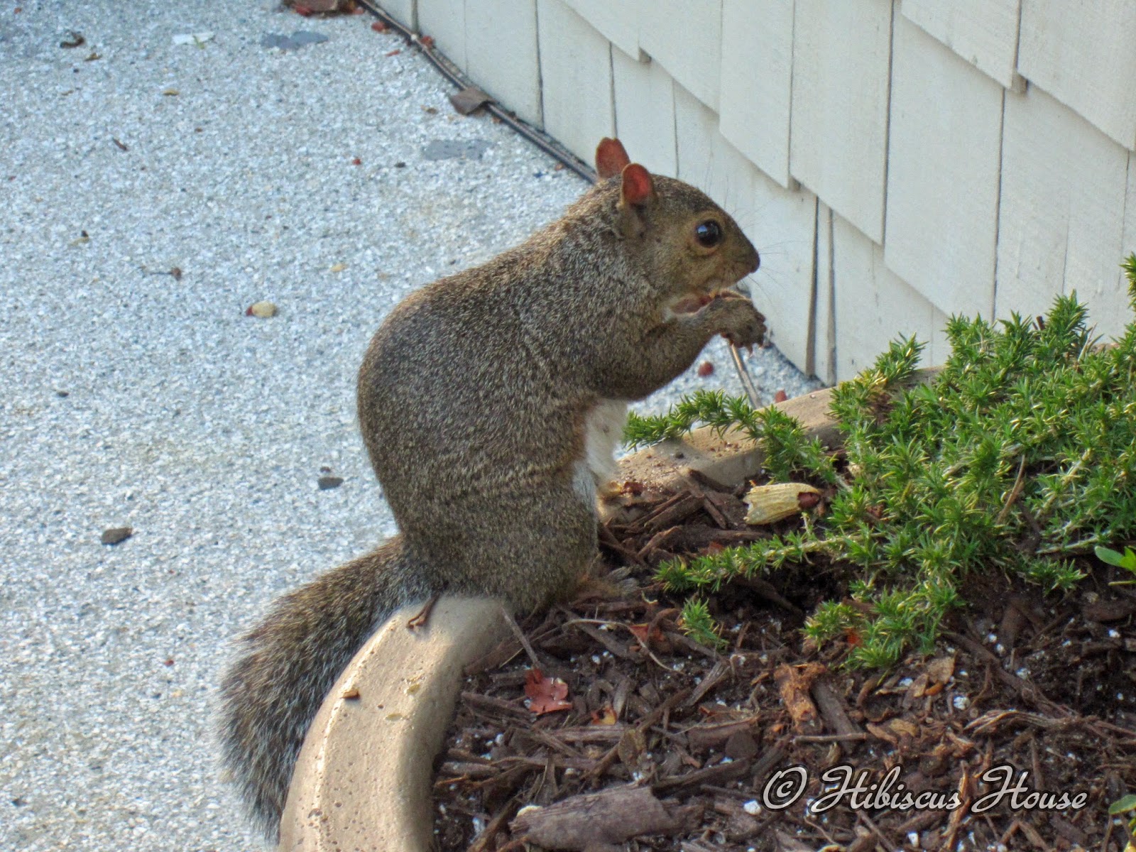 Hibiscus House Loretta Lynn Field Day for Sister and Me