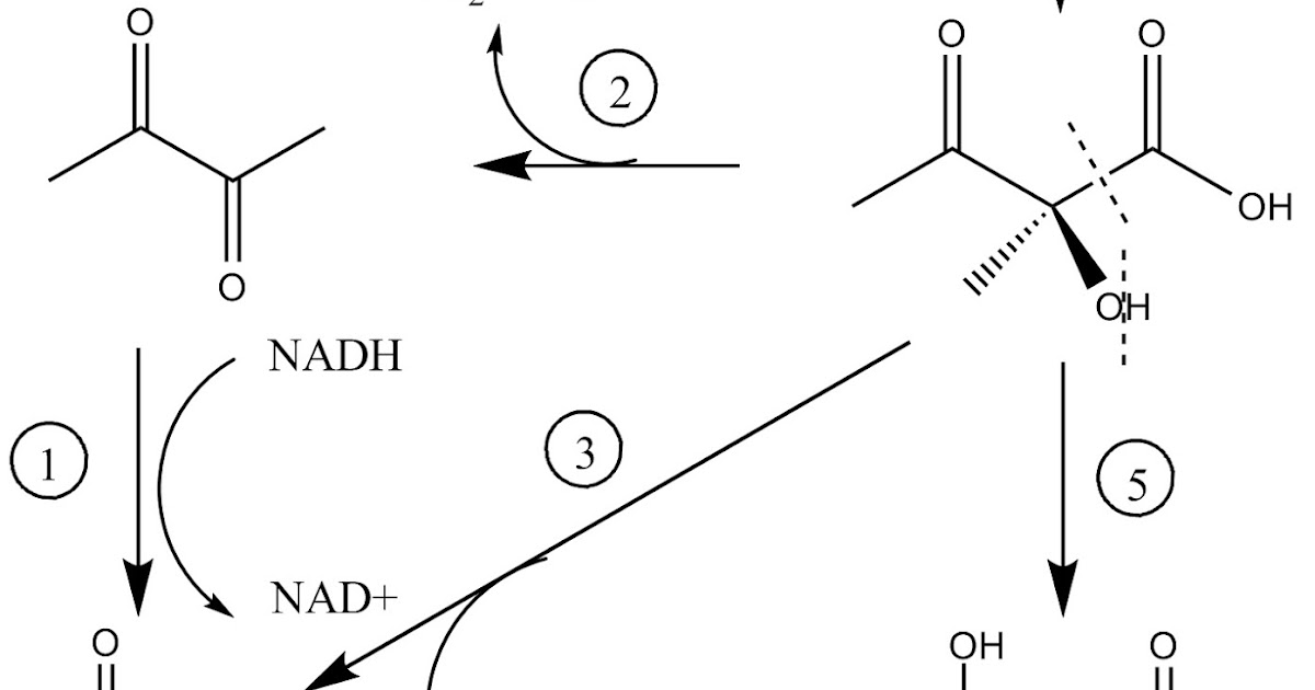TheChemistryOfBeer Diacetyl Sources and Metabolism