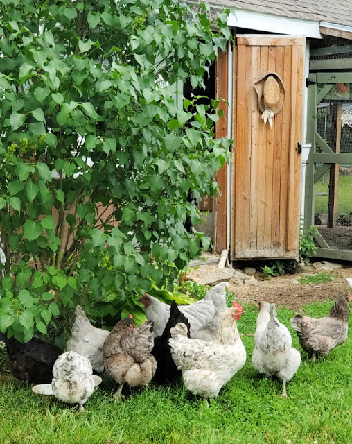 Preventing Hardware Disease (Heavy Metal Poisoning) in Backyard