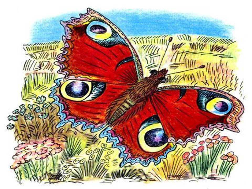 Произведение разноцветные бабочки. Рассказ Берестова честное гусеничное.