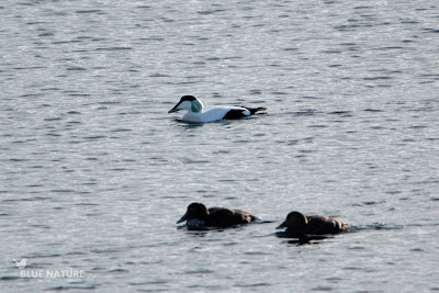 Eider común - Common eider - Somateria mollissima.  Macho con plumaje adulto y dos hembras (primer plano), las diferencias son evidentes entre sexos en los eíderes.