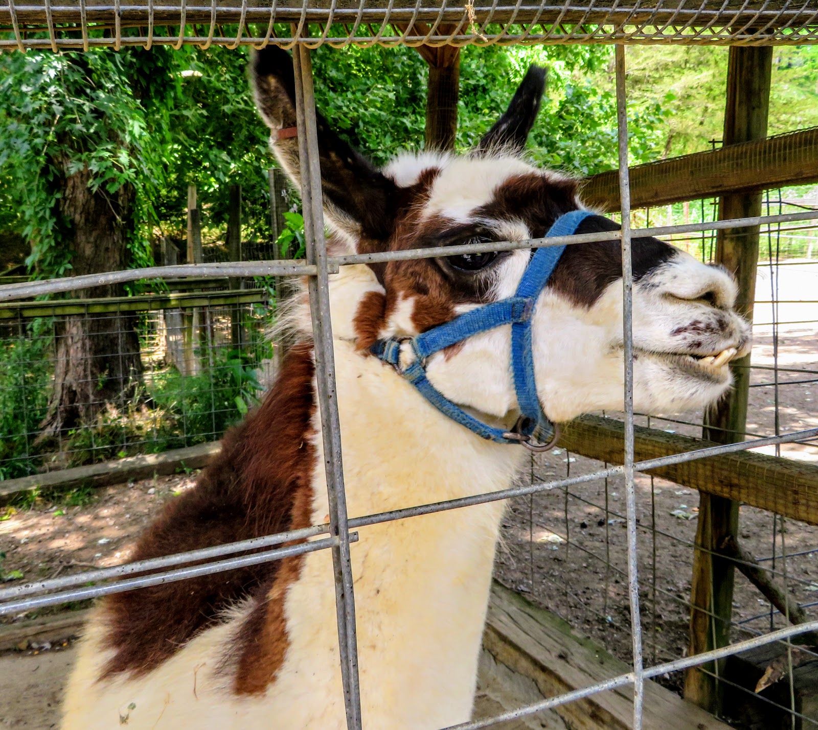 Big Daddy Dave Deer Farm and Petting Zoo