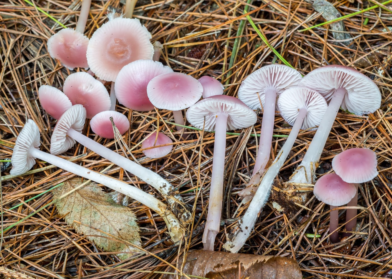 The 3 Foragers Foraging for Wild, Natural, Organic Food Autumn