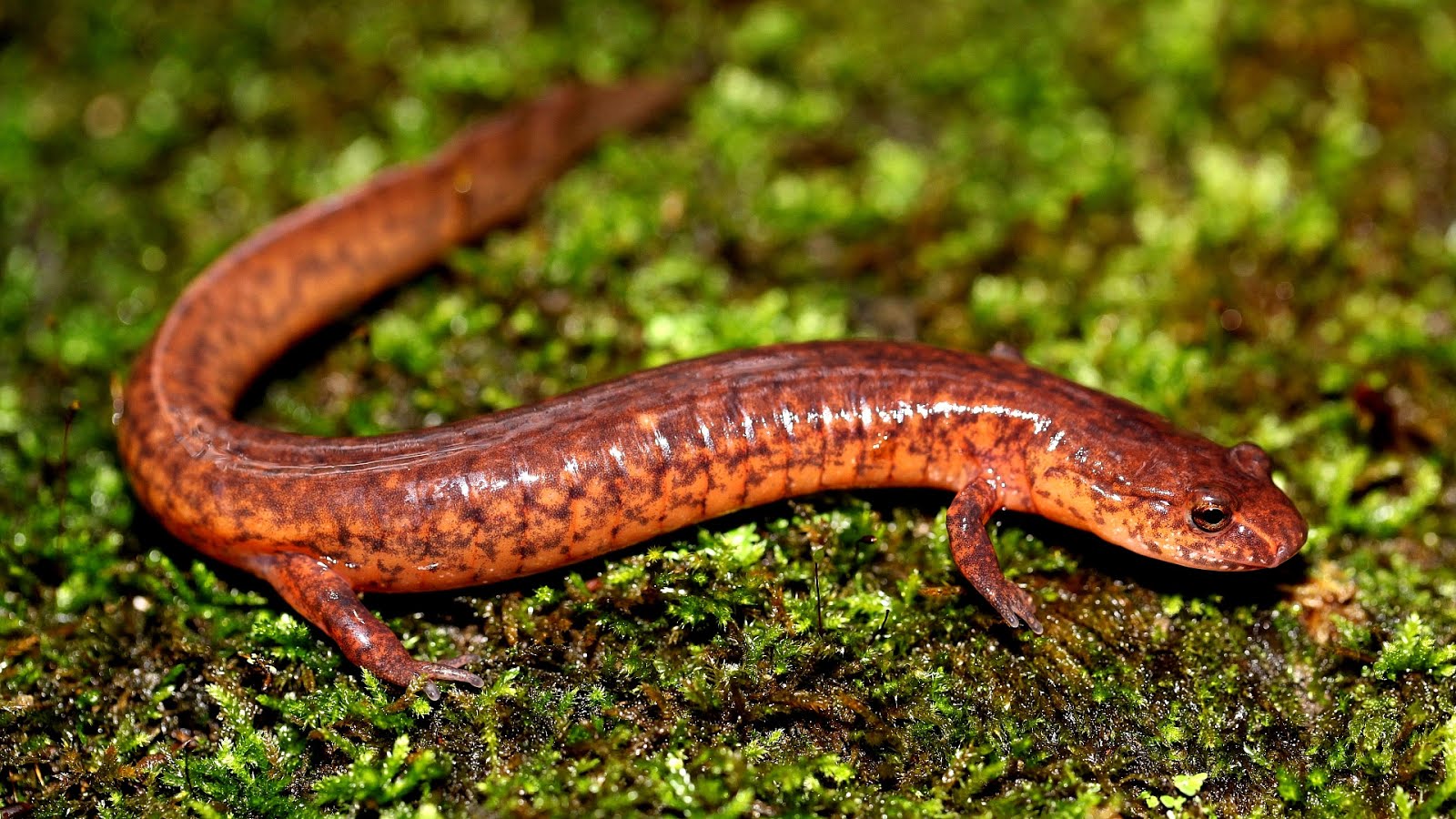 Ontario Endangered Species List Danger Choices