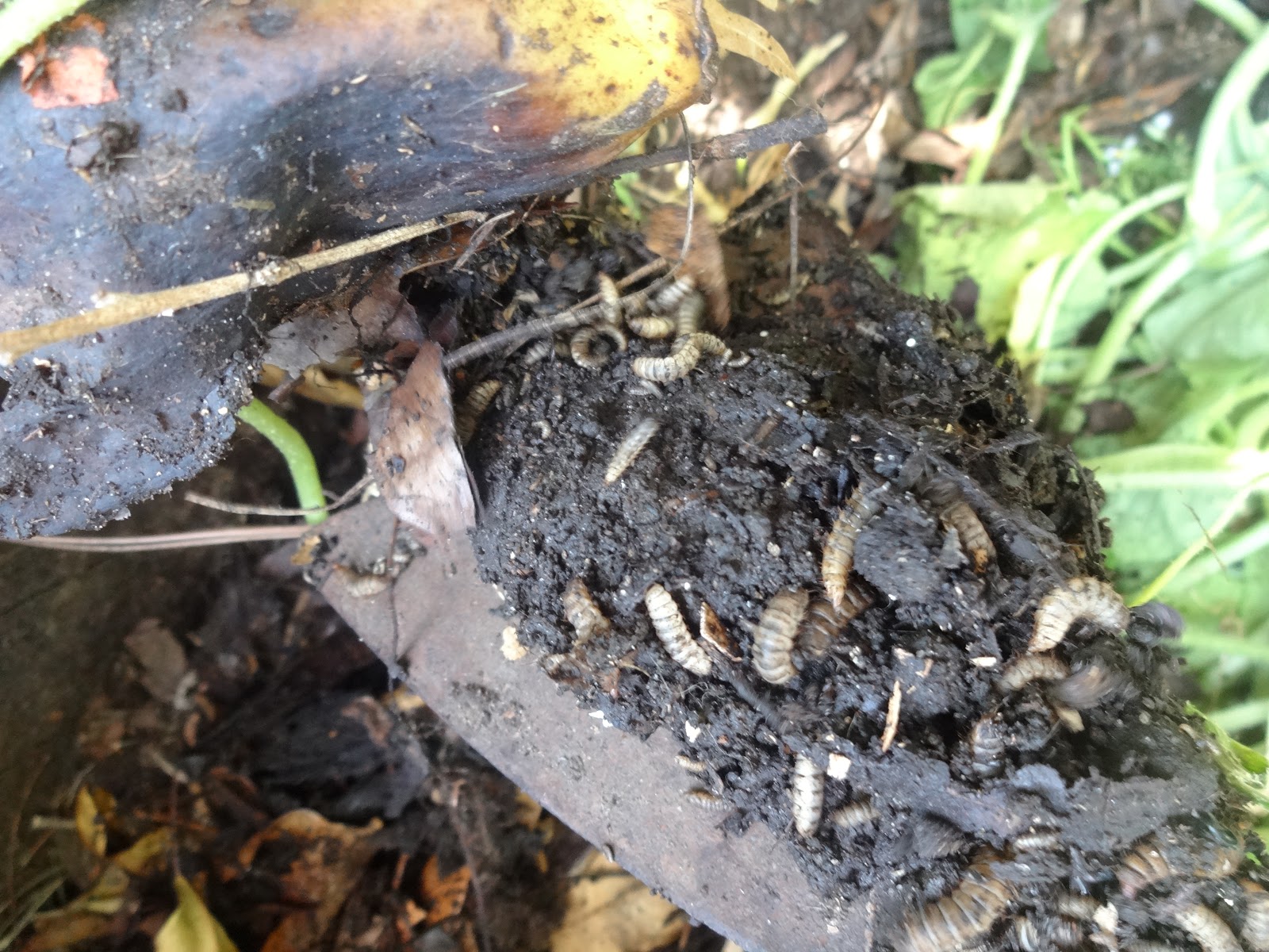 The Scientific Gardener Super Composters