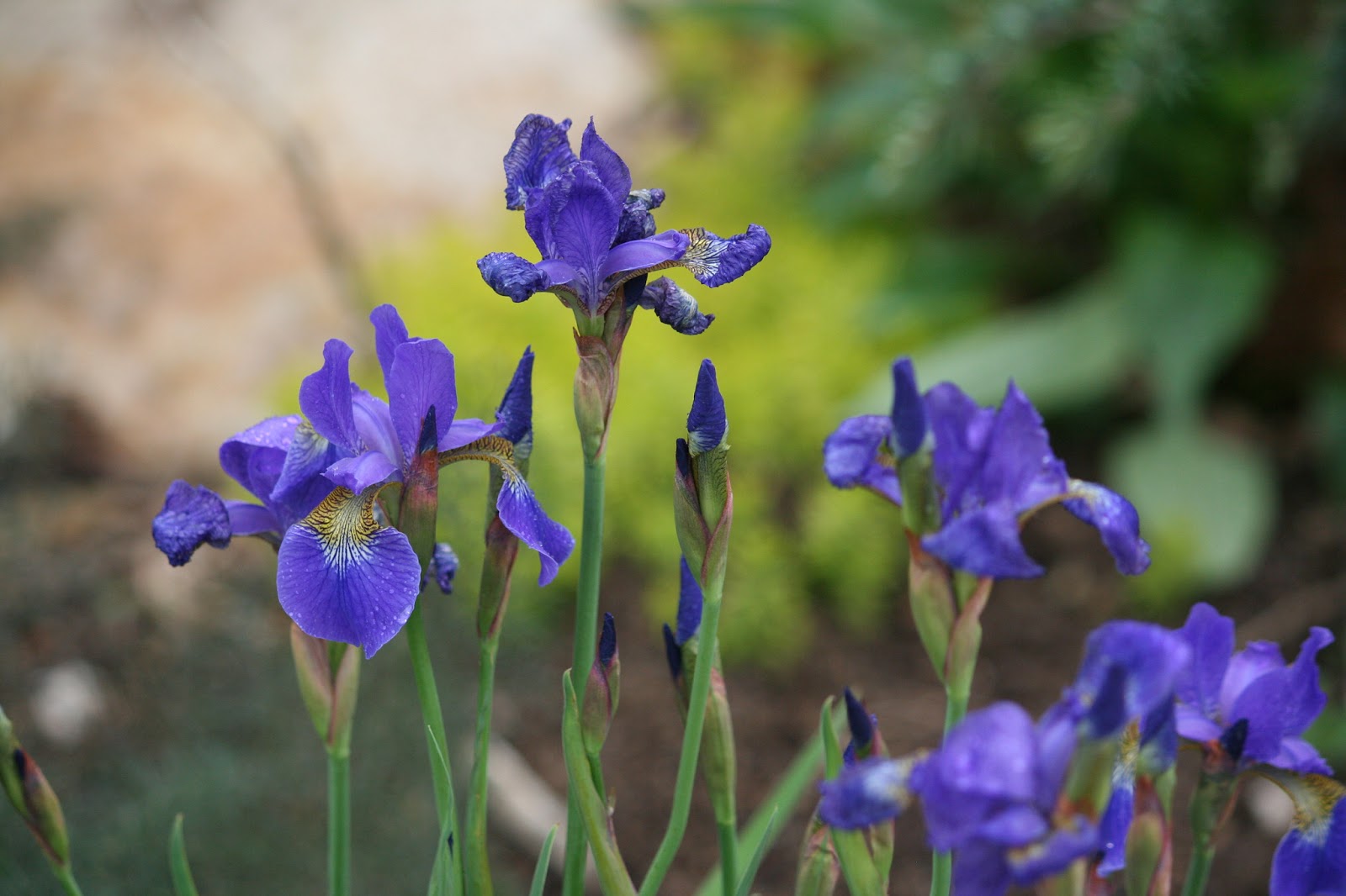 Gardening with Greggo A Pink Bloom DayMay 2013