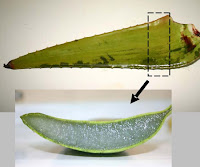 acemanano:azucar milagroso del aloe vera http://lifealoeveranatur.blogspot.com