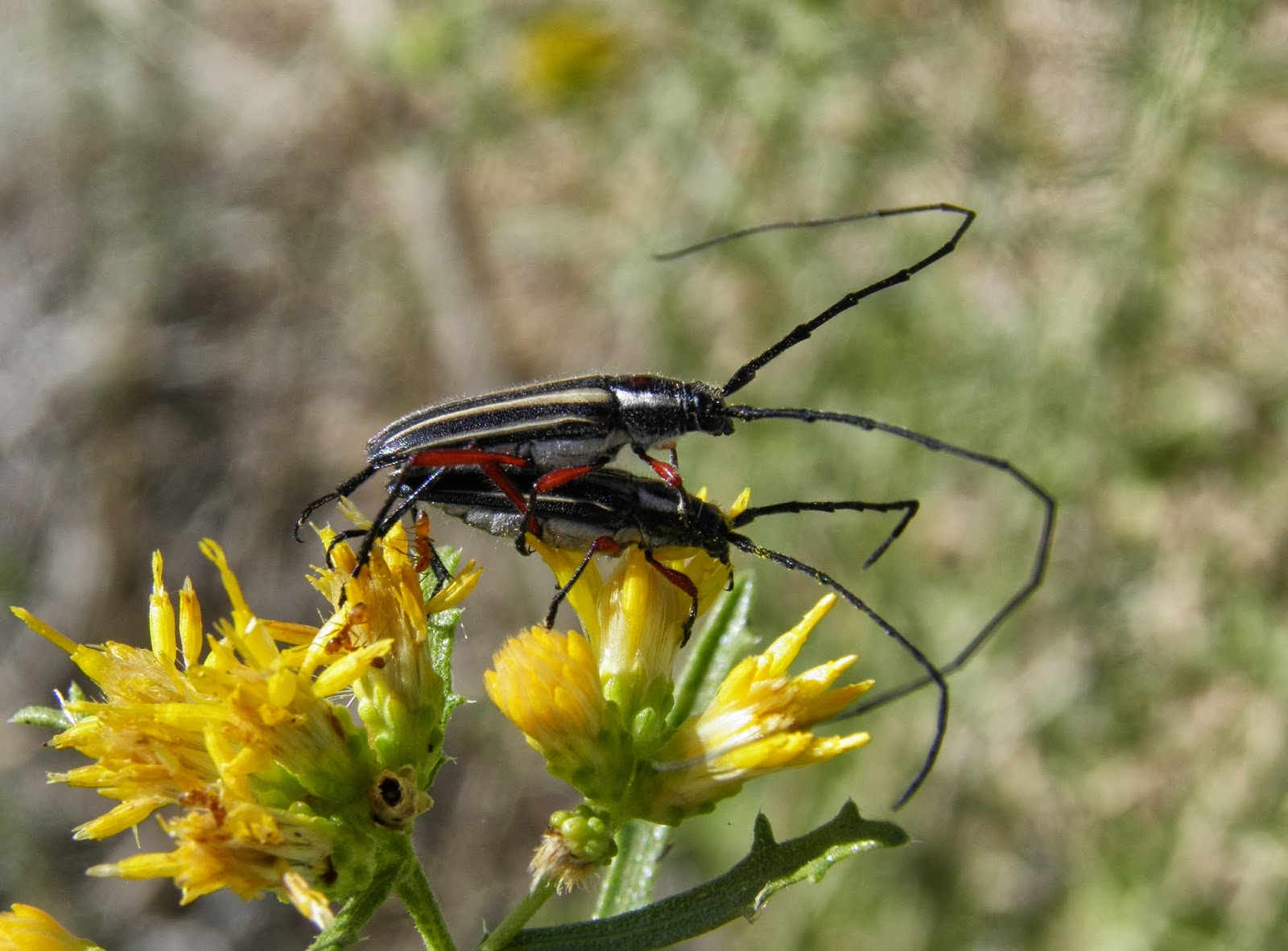 Arizona Beetles, Bugs, Birds and more October Bugs on Burroweed