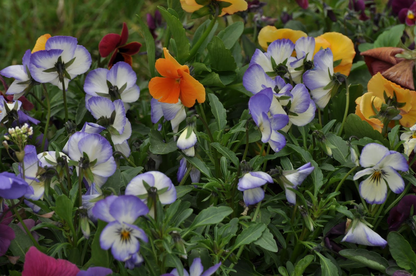 Blomkärringens Trädgård: Penseér - en av vårens glädjespridare