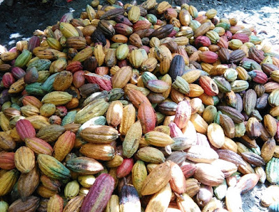 Montón de cacao cosechado.