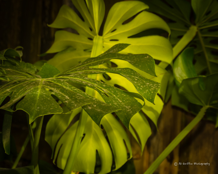 Our Eyes Upon Missouri Versailles Florist and Greenhouse, Versailles