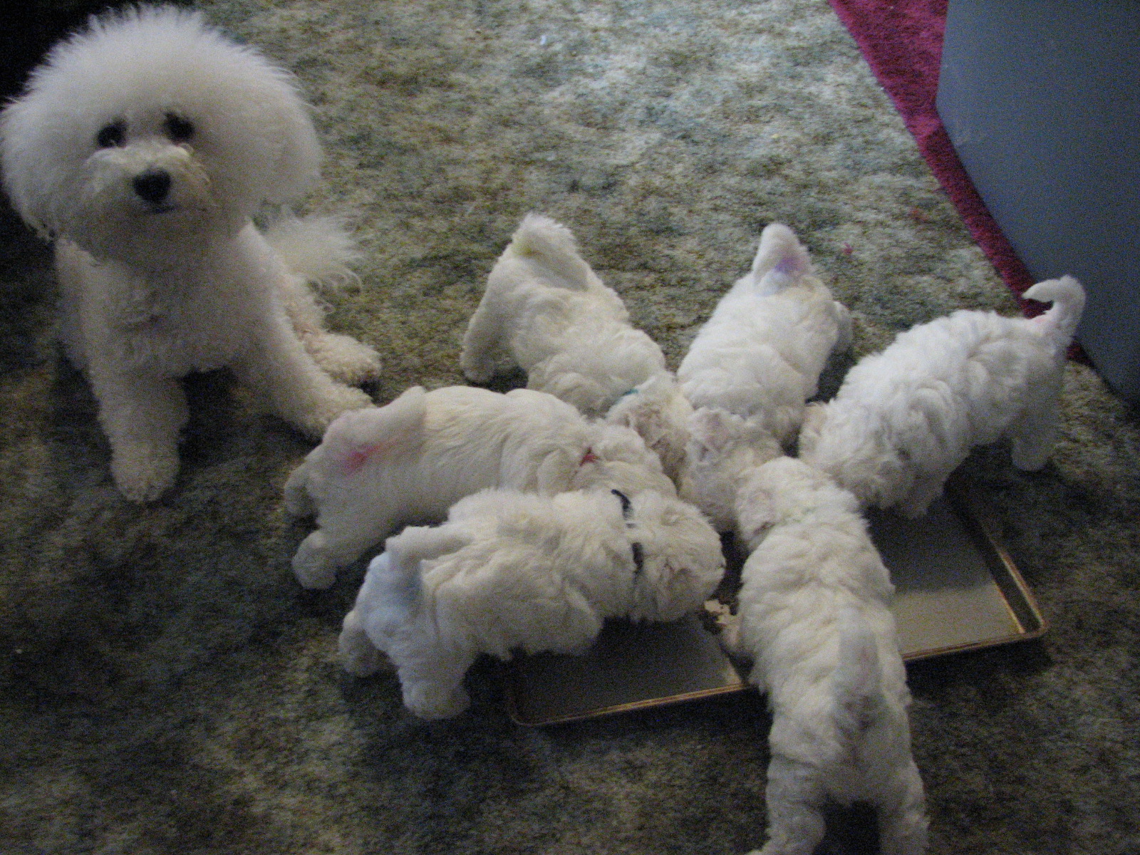 Such Good Dogs: Breed of the MonthBichon Frise