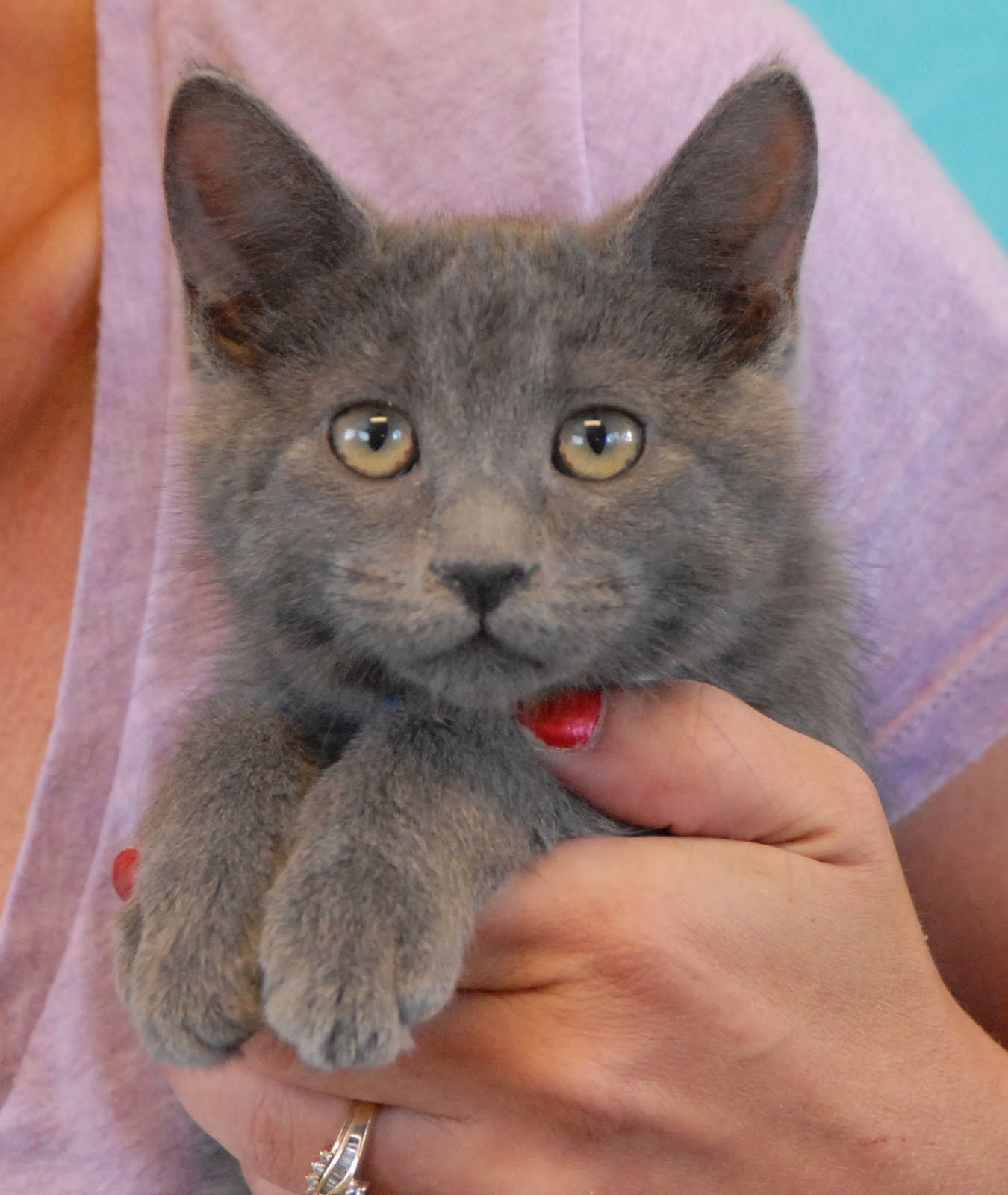 Here Are 3 Of The Loving Kittens Debuting For Adoption Today