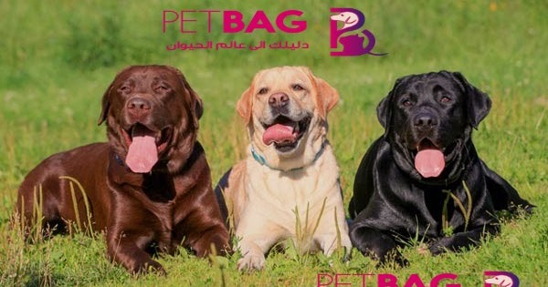 معلومات عن سلالة كلاب لابرادور ريتريفر Labrador Retriever