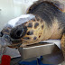 Η βαριά τραυματισμένη χελώνα του Αμβρακικού Chanel αρχίζει και πάλι να τρέφεται "επιστρέφοντας” στη ζωή