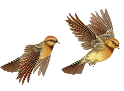 birds animated bird flying clipart animation gifs animations bundle eating place doing clip animationbundle cliparts clipground 3d different library